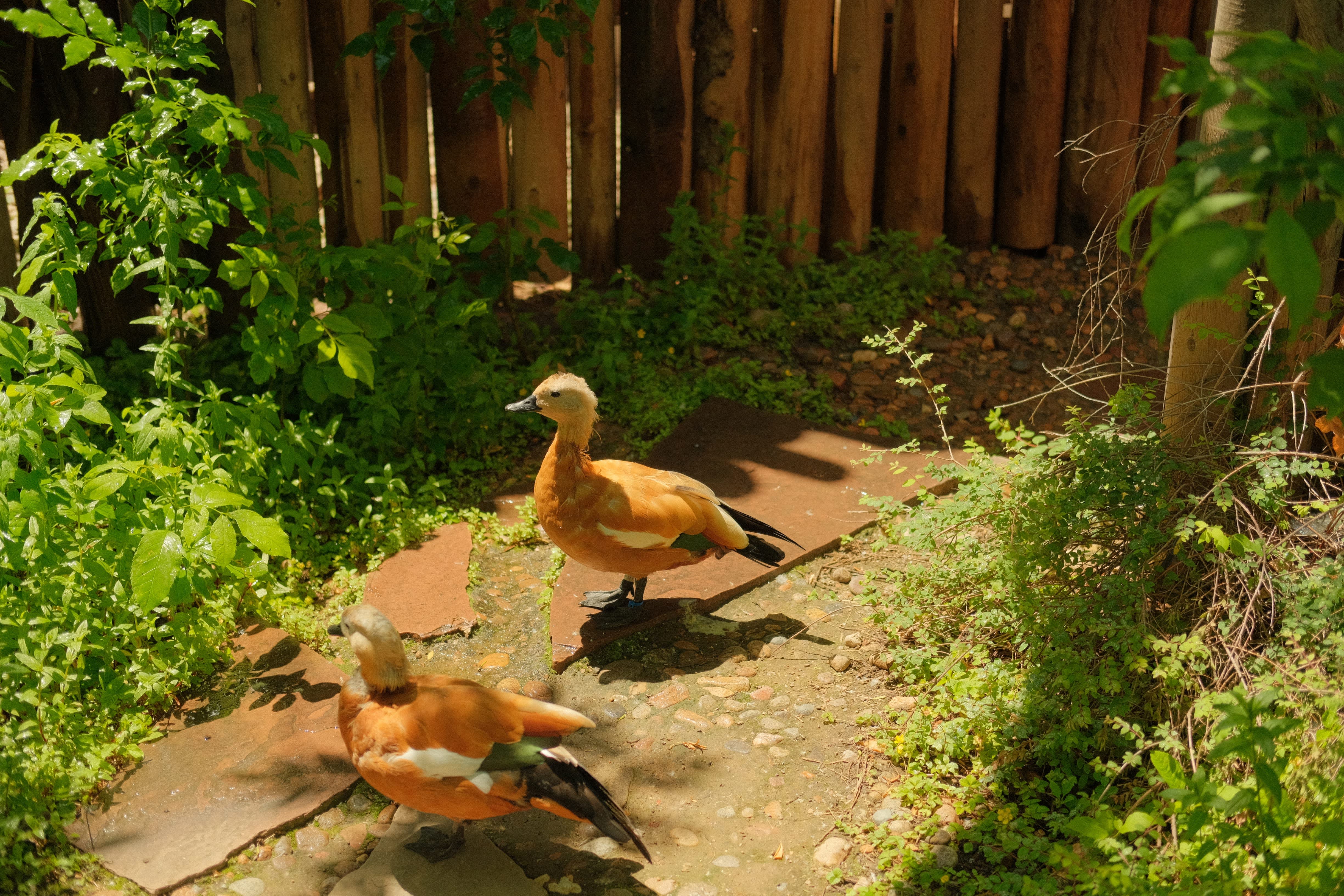 Two yellow ducks walk along a dirt path surrounded by lush greenery and a wooden fence in the background.