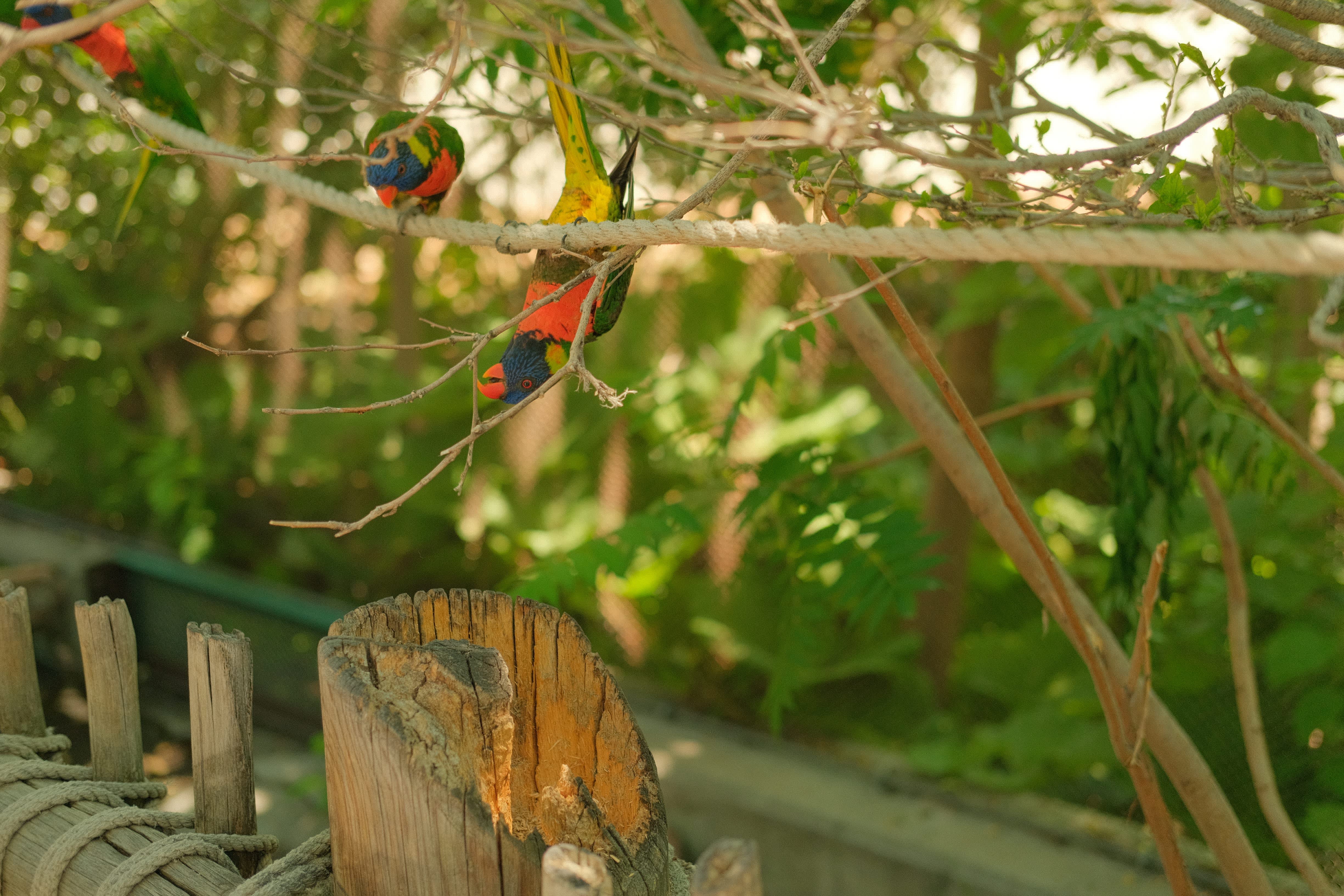 The image shows a colorful bird perched on a branch in a lush, green environment, with a wooden fence visible in the foreground.
