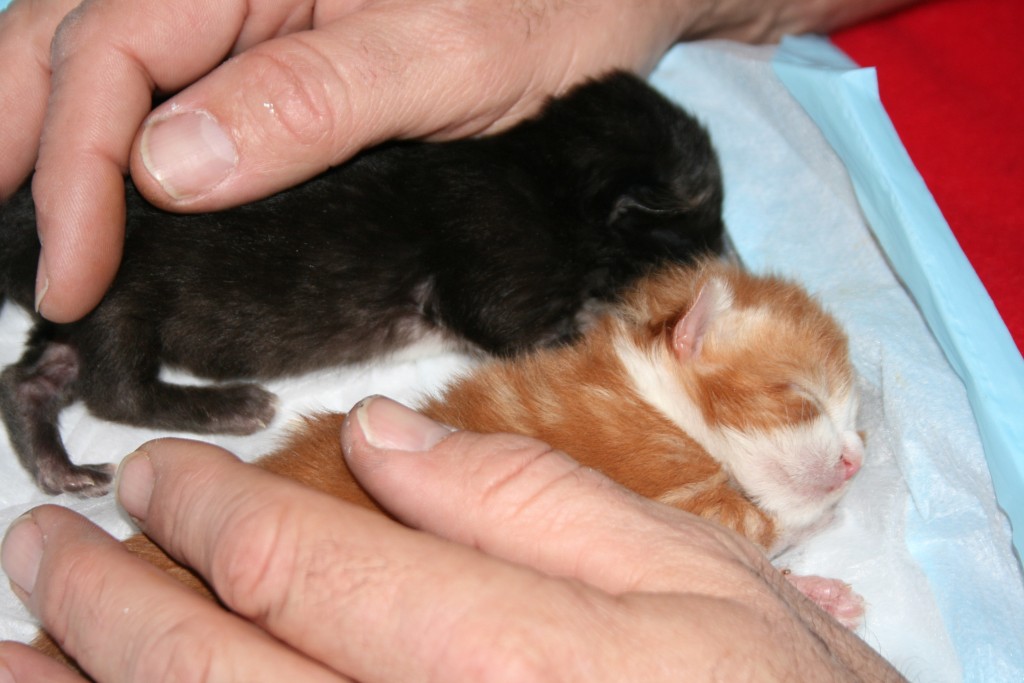 taking care of abandoned kittens