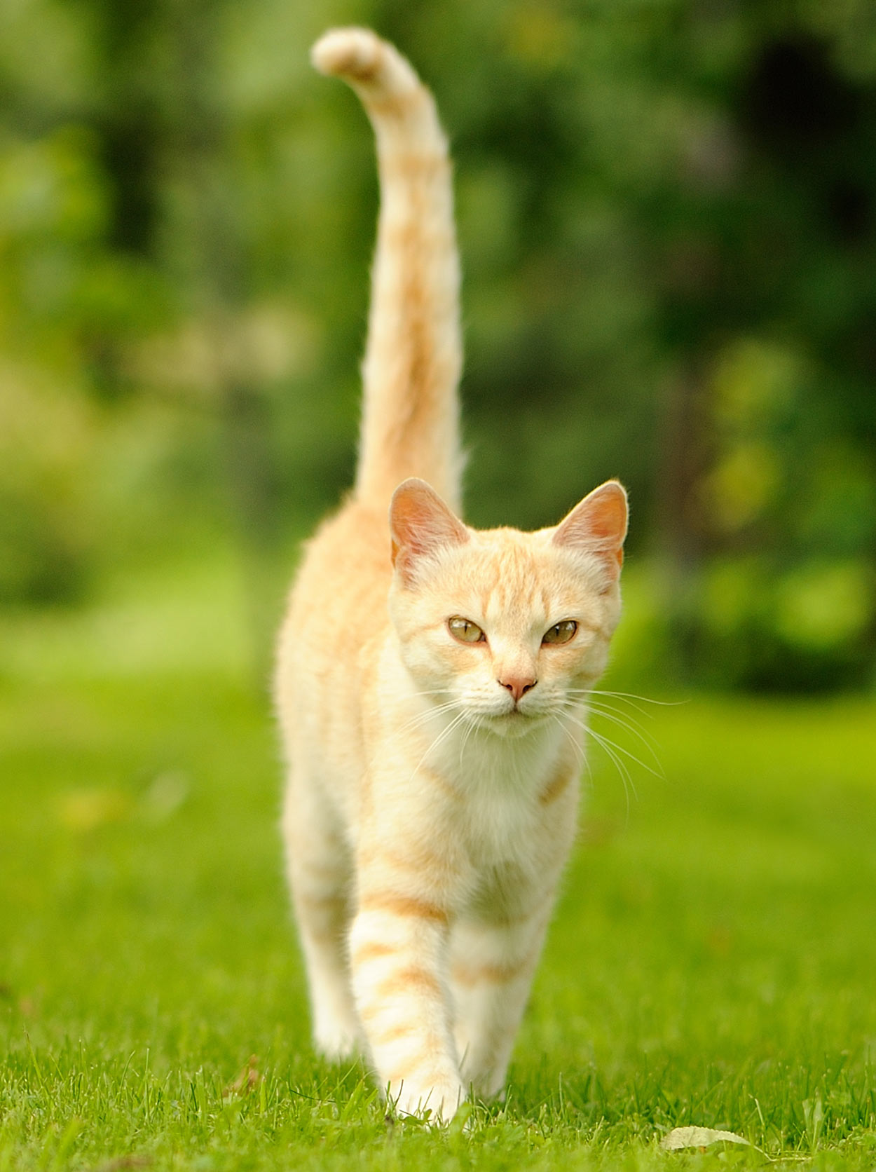 What your cat  is telling with their tail 