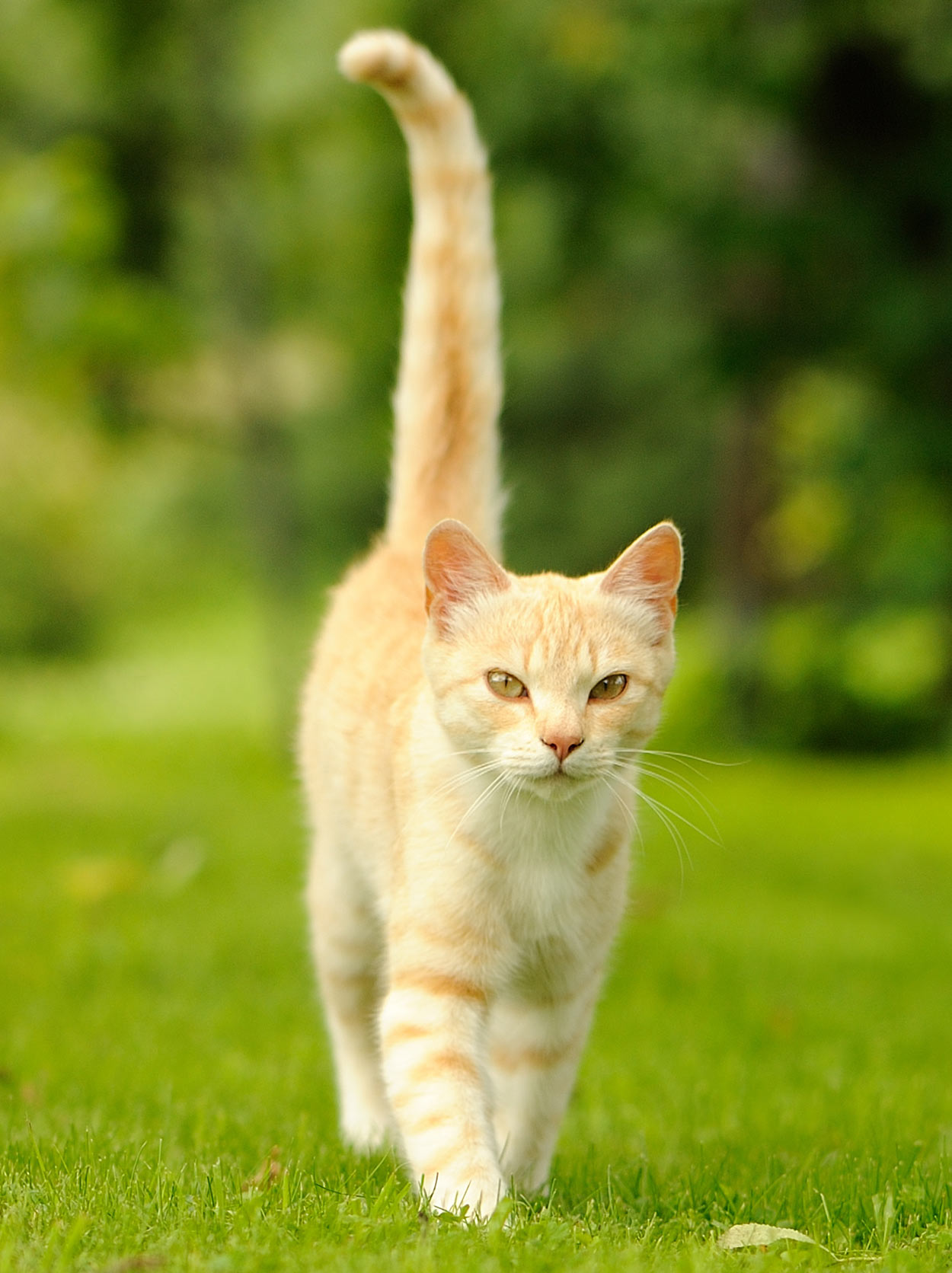 What your cat is telling with their tail