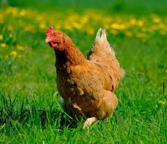 Gran rifa de gallinas 1