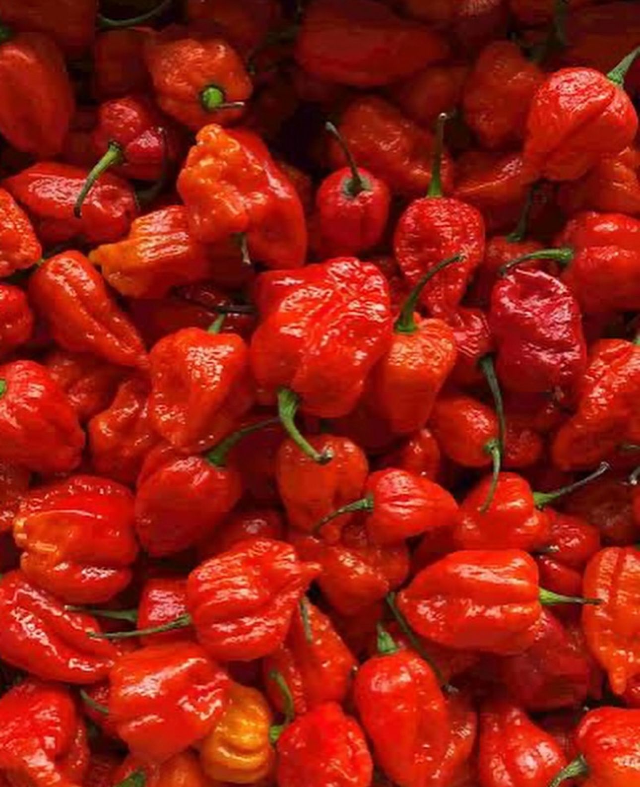 Habanero Chilli Pepper - Image 2