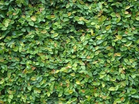 Unha-de-Gato – detalhe da casca e espinhos curvos