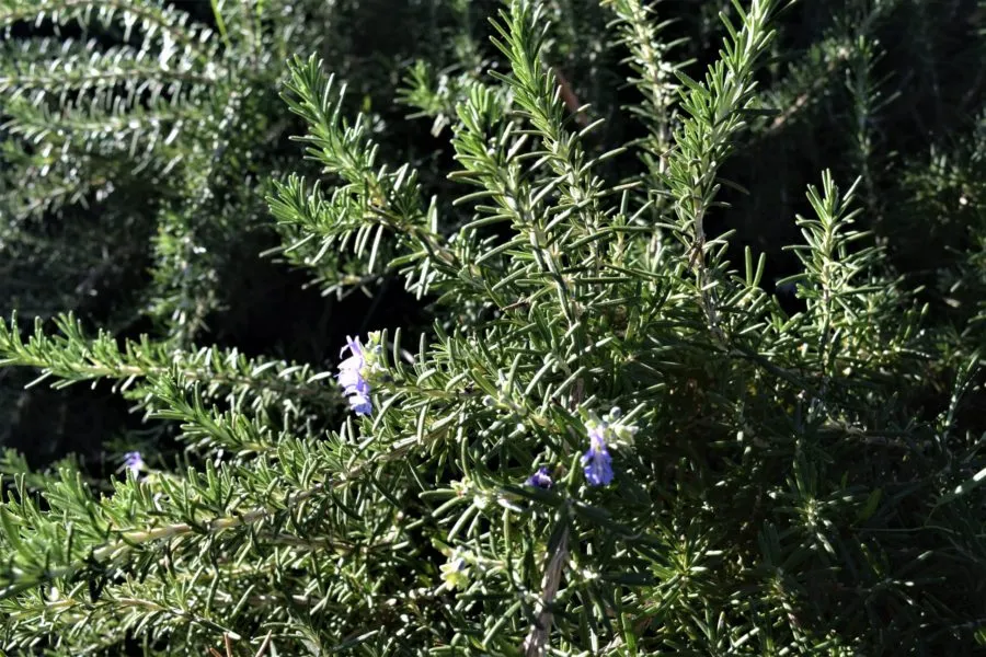 Chá de alecrim – benefícios e preparo