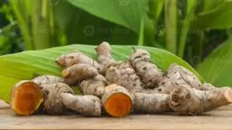 Açafrão – rizomas e uso medicinal