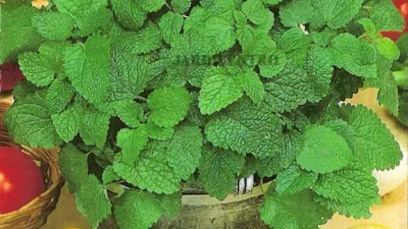 Chá de erva-cidreira – benefícios e preparo