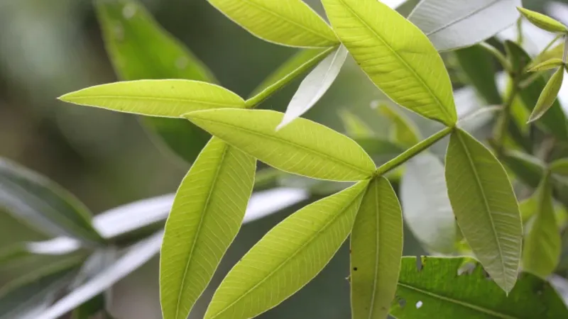 Lithraea molleoides – detalhe das folhas e frutos