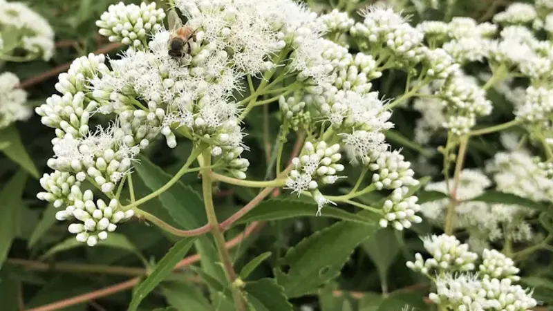 Muda de assa-peixe – planta medicinal em vaso