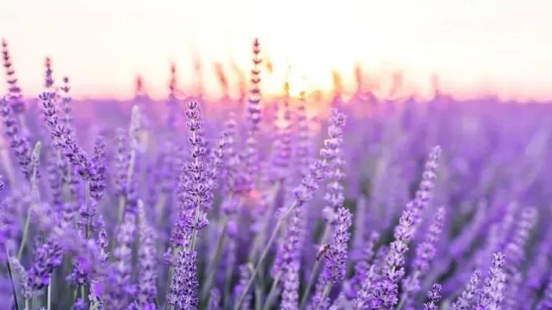 Lavanda – como cuidar e cultivar