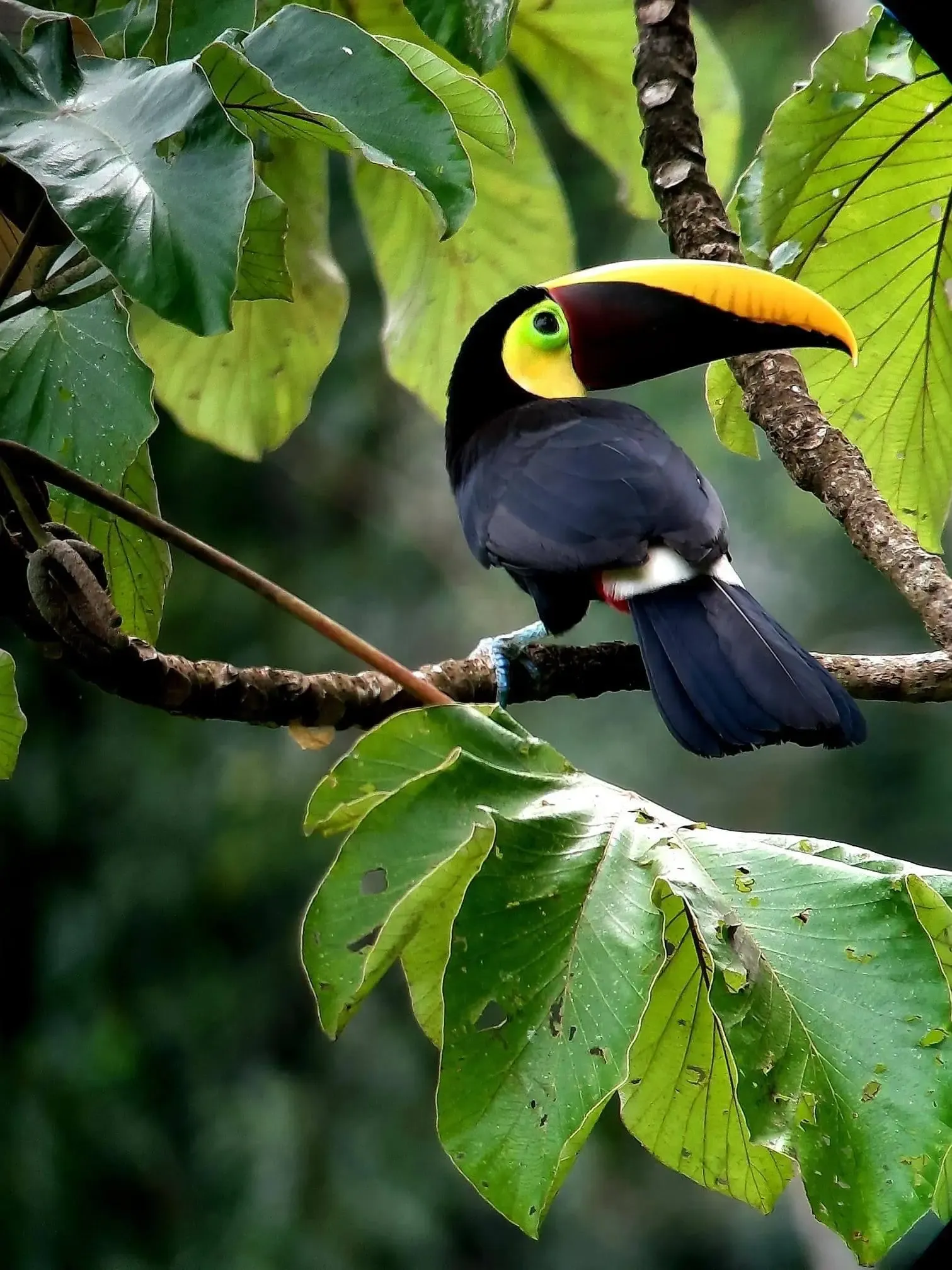 La Leona Corcovado One day Tour
