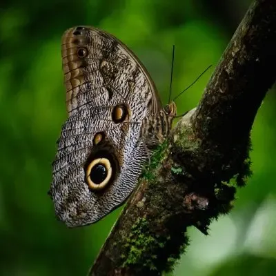 Sirena Day Tour - Corcovado National Park