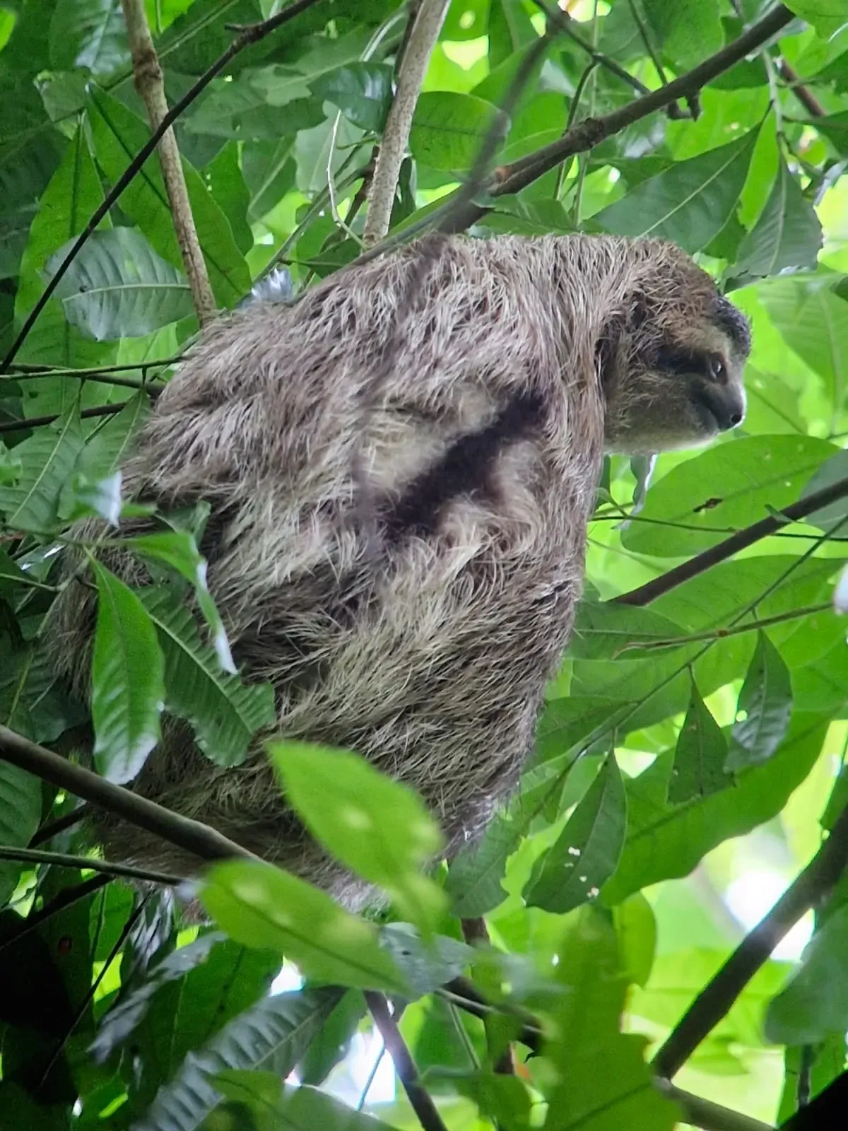 Sirena Day Tour - Corcovado National Park