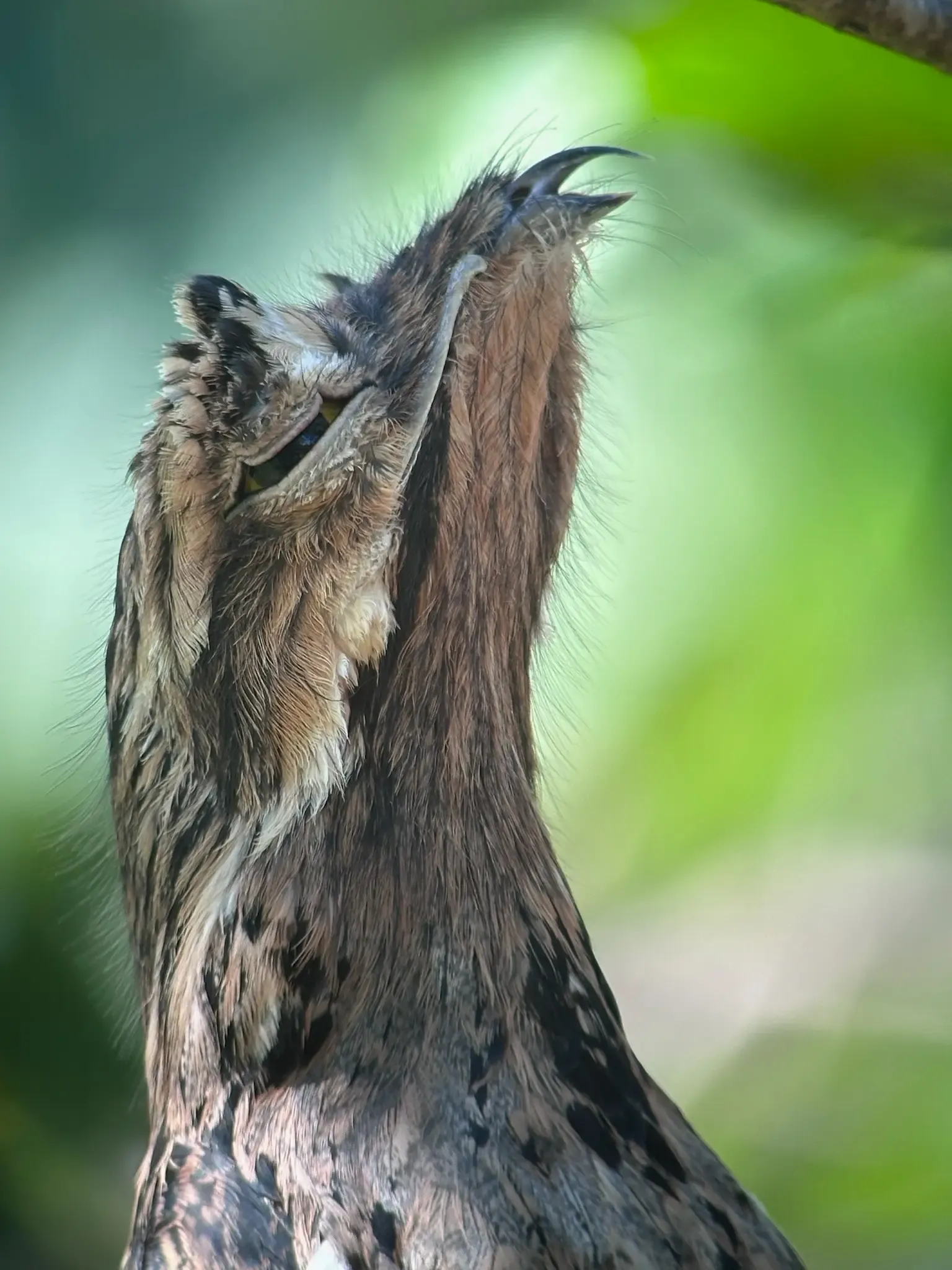 Bird Watching Tour