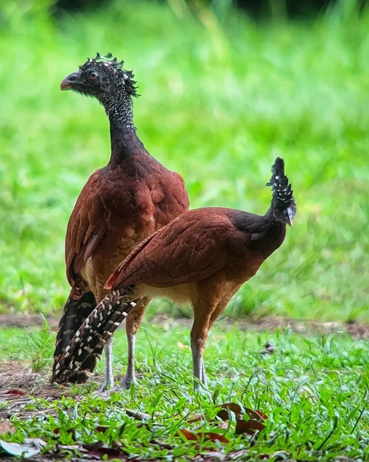 Bird Watching Tour