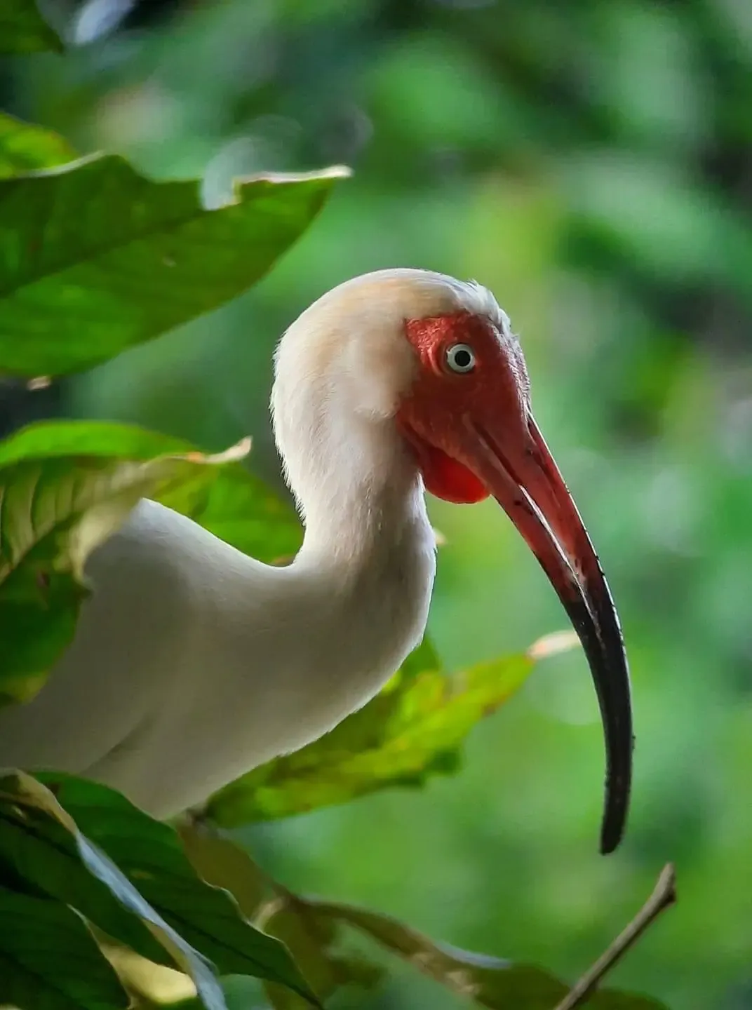 Bird Watching Tour