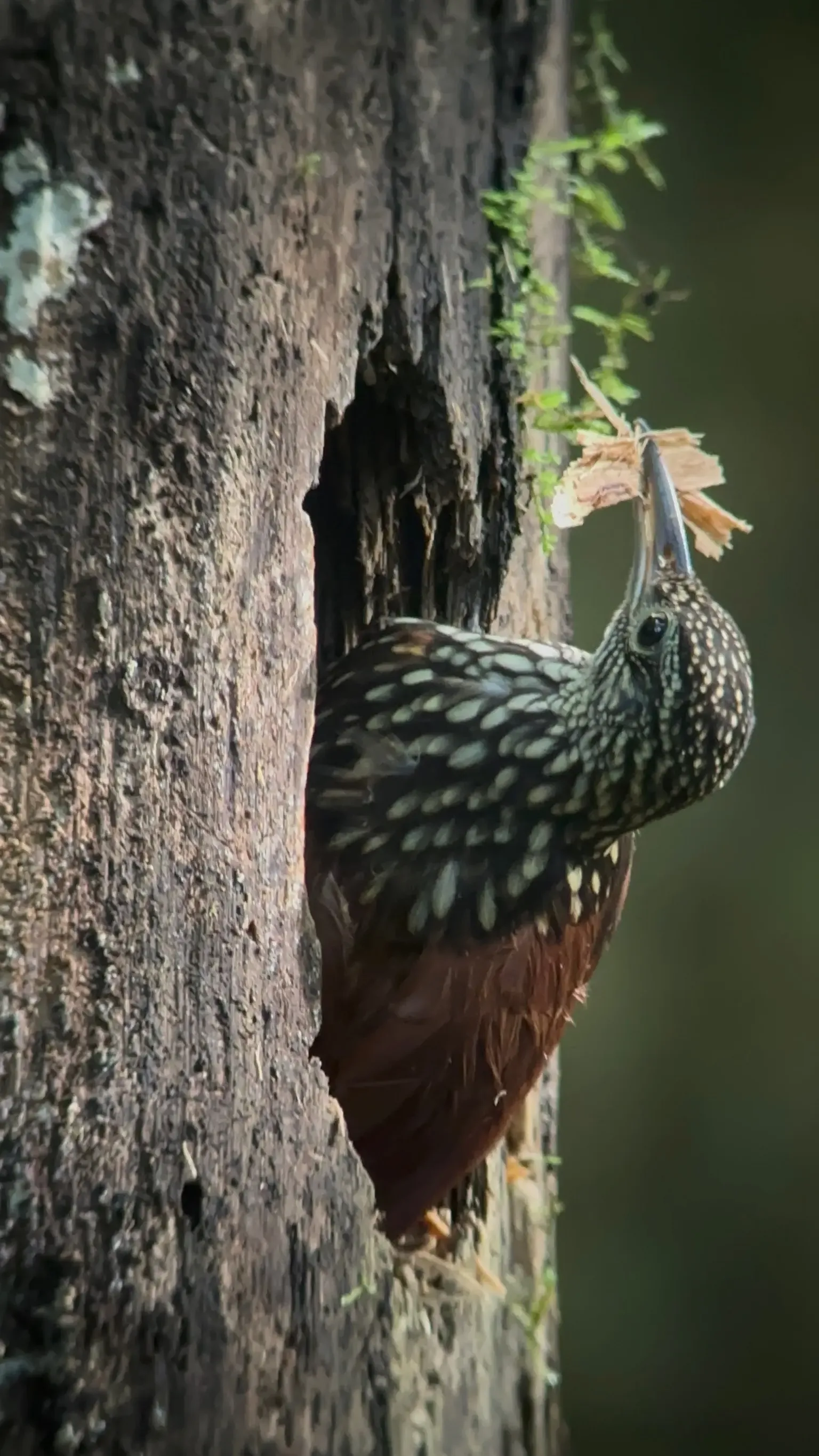 Bird Watching Tour