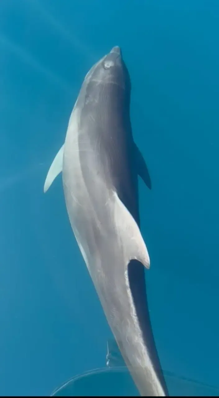 Dolphin and Whale Watching Tour in Golfo Dulce