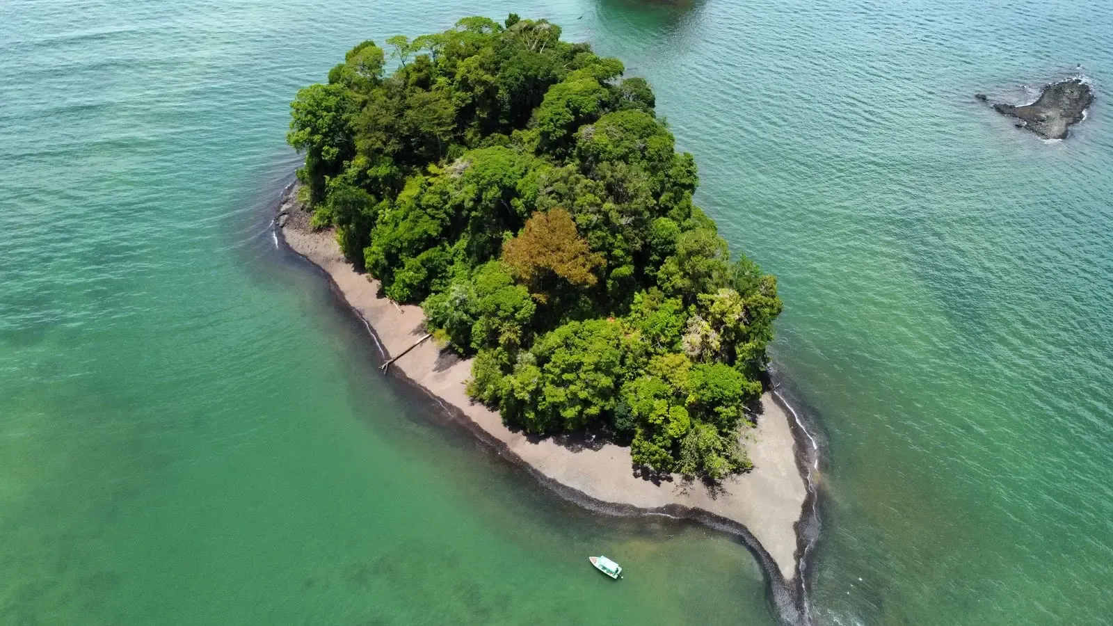 Dolphin and Whale Watching Tour in Golfo Dulce