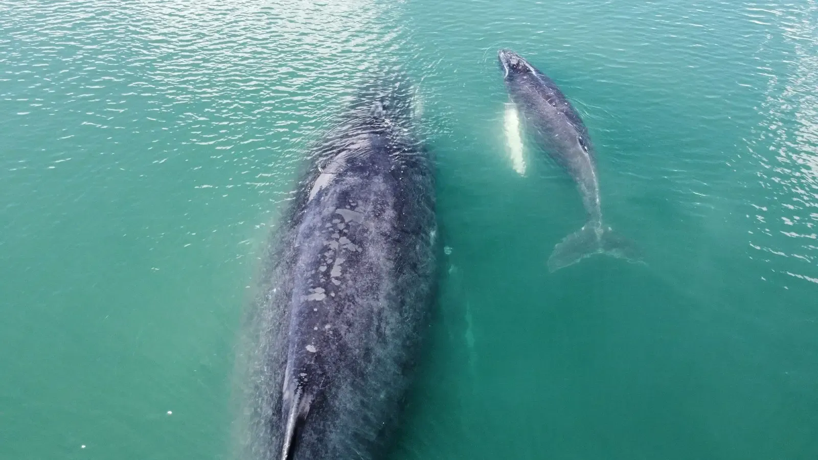 Dolphin and Whale Watching Tour in Golfo Dulce