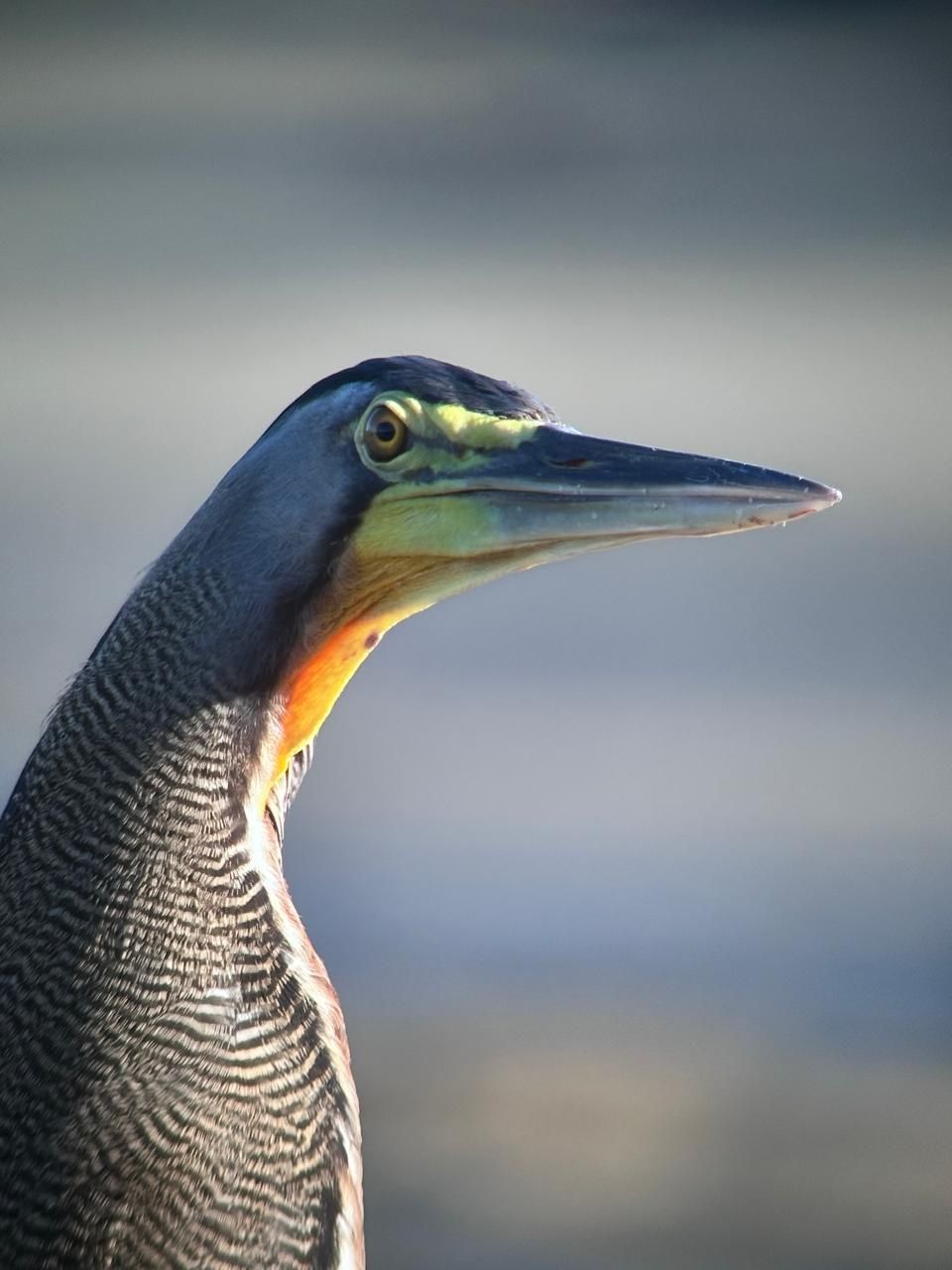 San Pedrillo Day Tour From Drake Bay- Corcovado National Park 