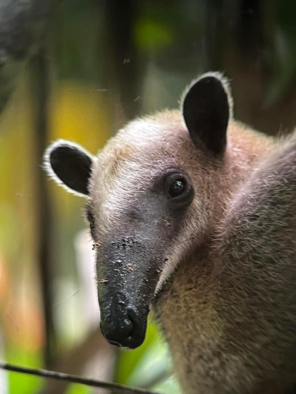 San Pedrillo Day Tour From Drake Bay- Corcovado National Park 