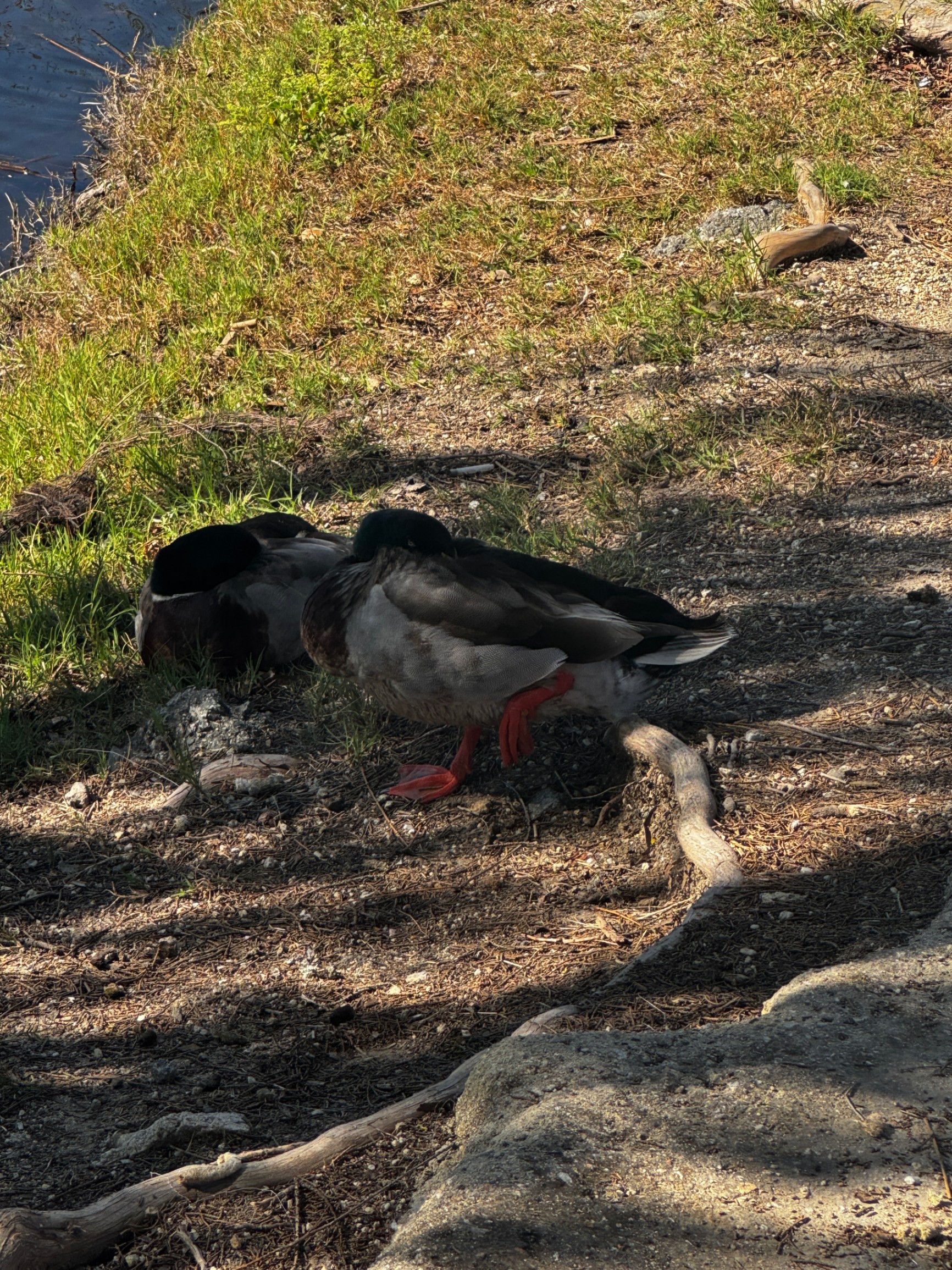 duck sleeping with bill tucked standing on one leg... how cute!