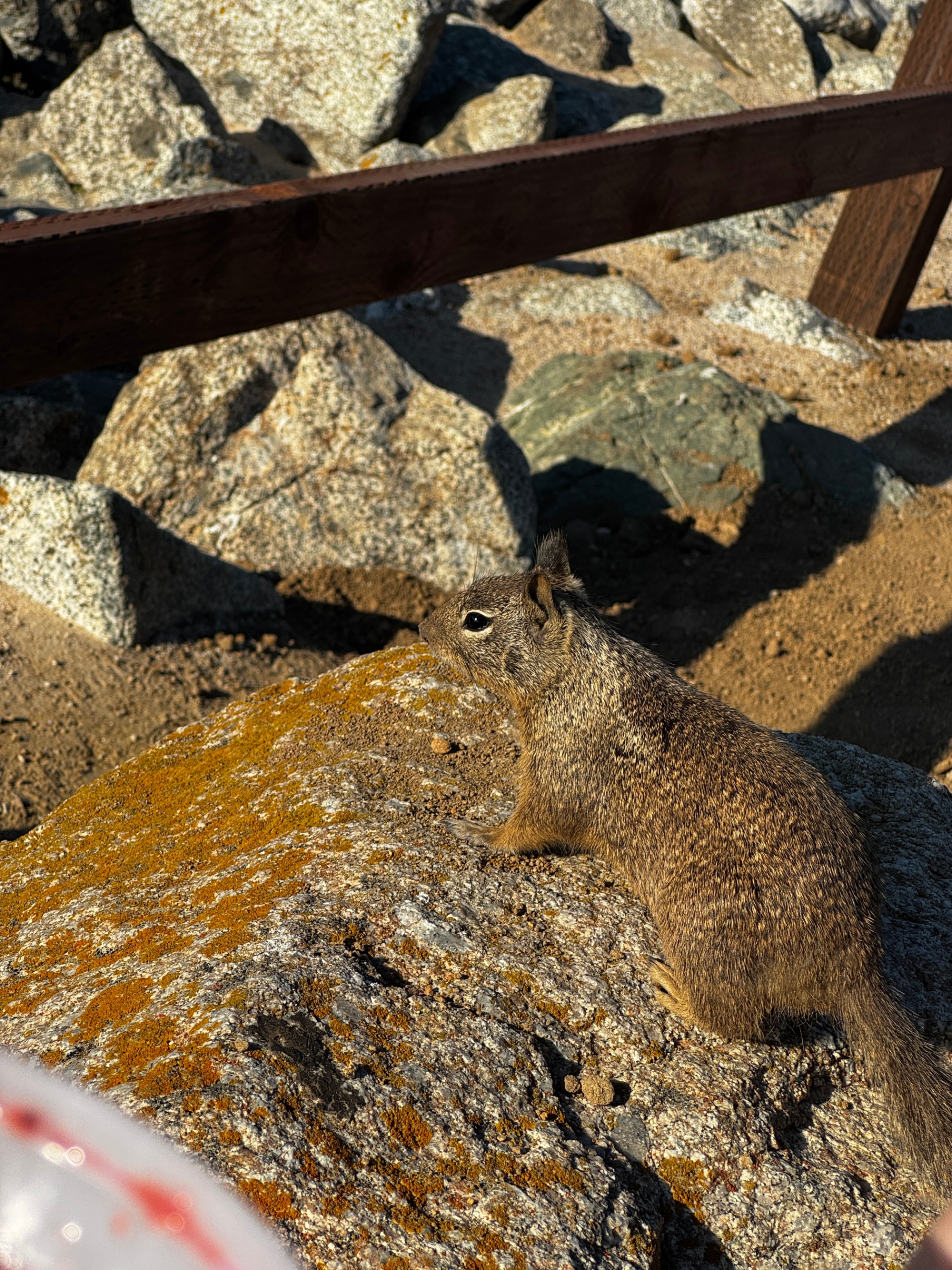 squirrel BEGGING for food
