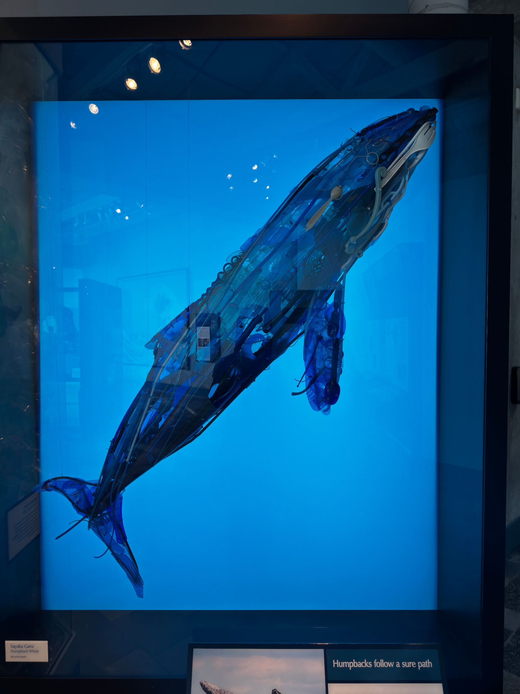 uhhhh... so we didn't take a picture of the fish, so here is a plastic sculpture of a whale made of trash found in the ocean