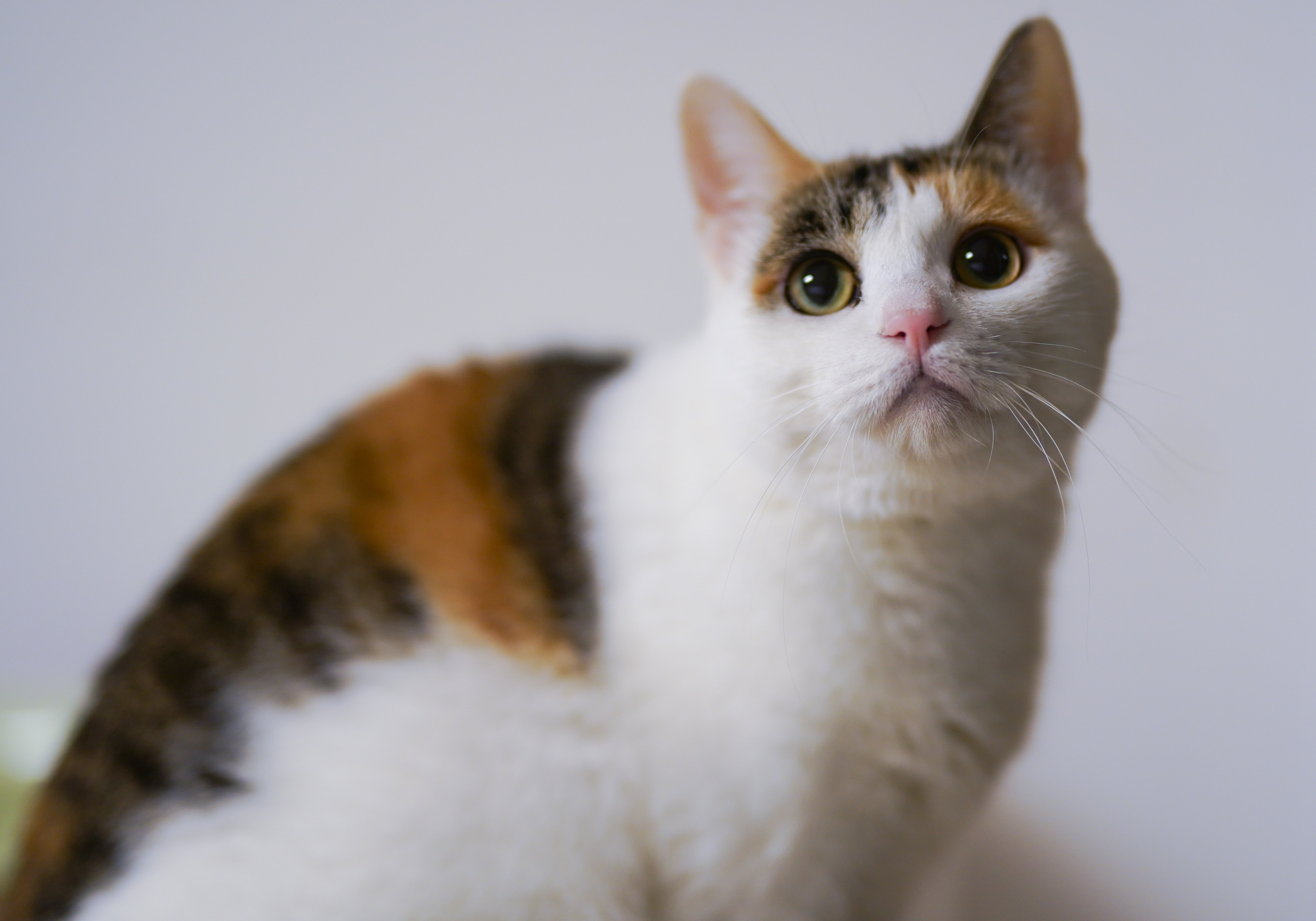 Nola, female cat for adoption with a white chest and ginger, grey markings on head and back