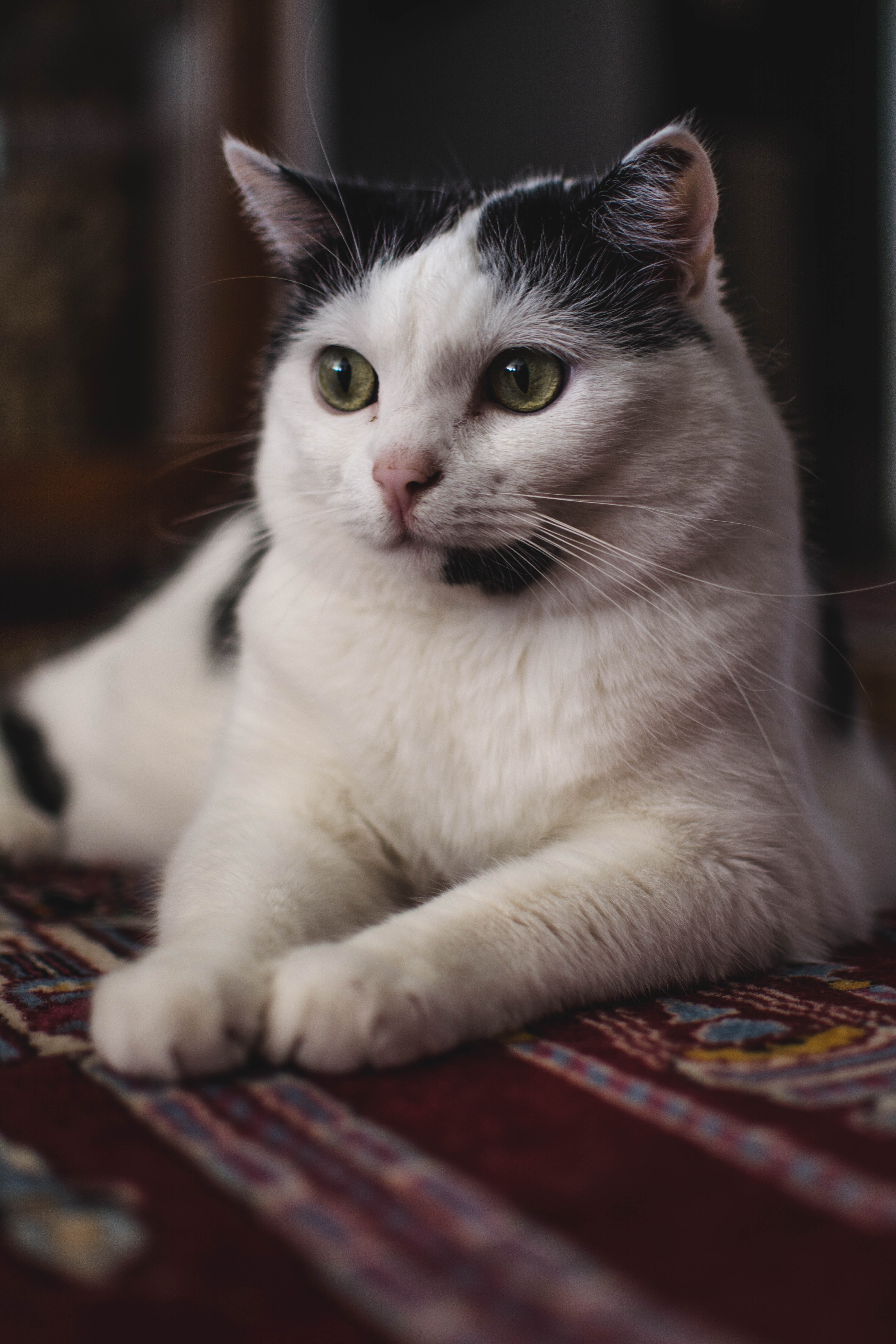 Bella, female cat for adoption, white with black markings
