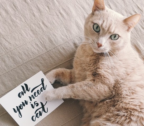 Cat down with a sign that says -all you need is a cat-