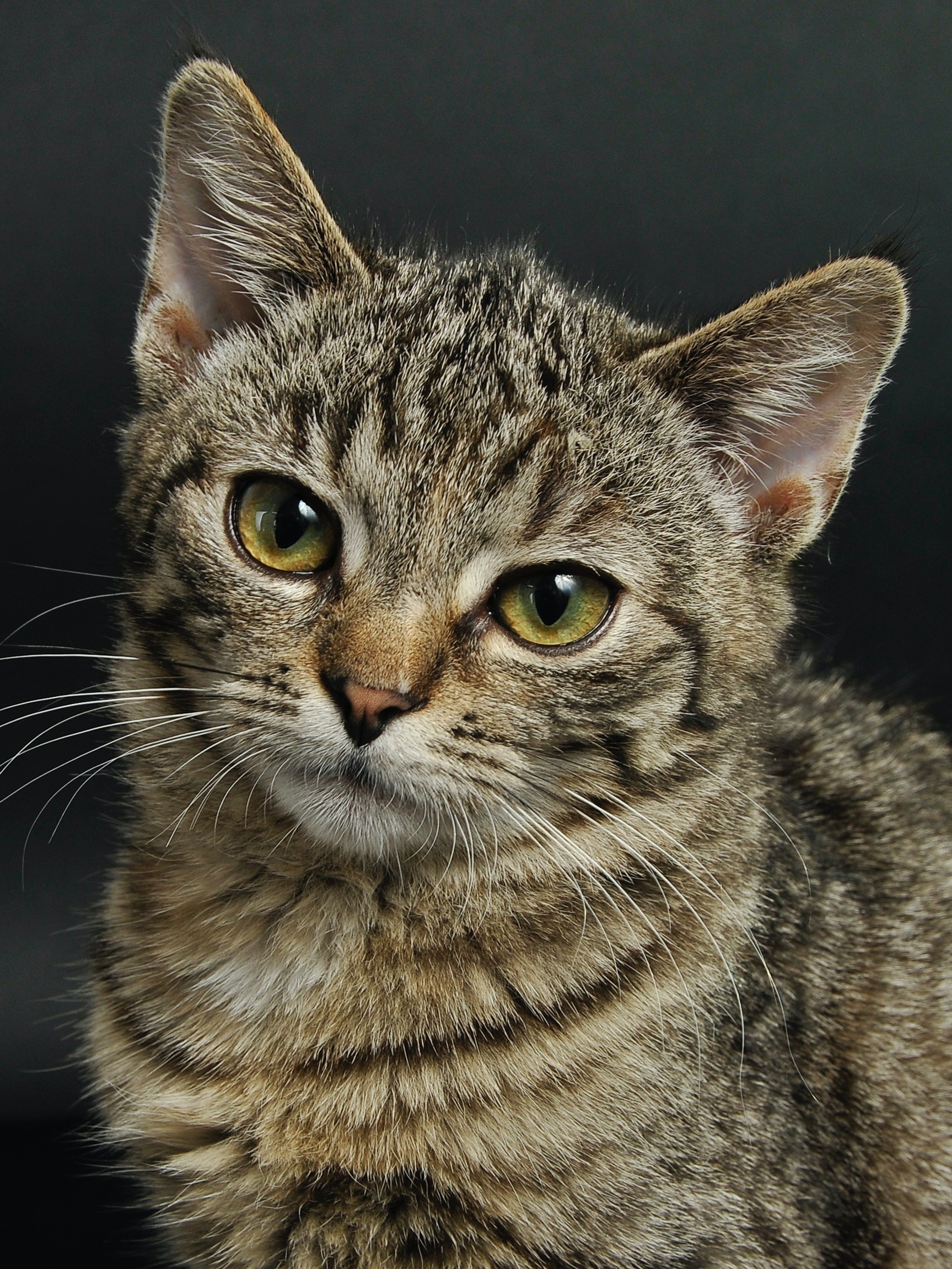 a young grey and black tabby cat for adoption
