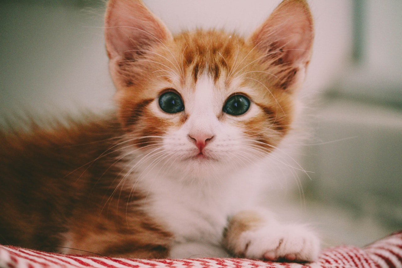 small ginger kitten looking sad