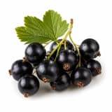 Black Currant