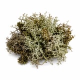 Oakmoss