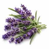 Wild Lavender
