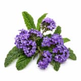 Heliotrope