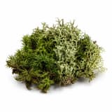 Moss