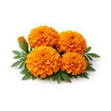 African Marigold