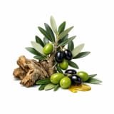 Olive Tree