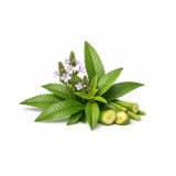 Verbena