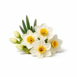 Narcissus