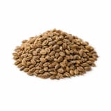 Carrot Seeds