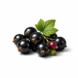 Blackcurrant