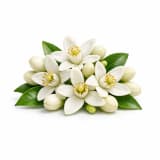 Tunisian Orange Blossom