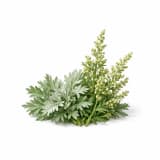 Artemisia