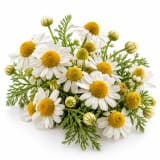 Chamomile