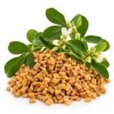 Fenugreek