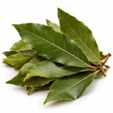 Bay Leaf
